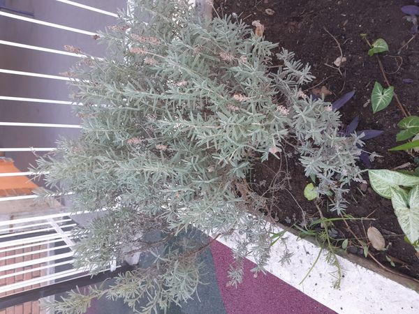 Identificação da planta Lavanda por foto