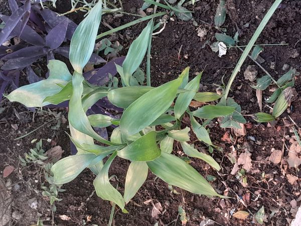 Identificação da planta Bambu da Sorte por foto