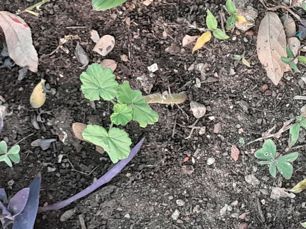 Identificação da planta Malva-cheirosa por foto