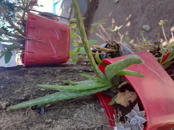 Identificação da planta Babosa por foto