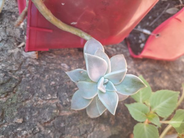 Identificação da planta Planta fantasma por foto