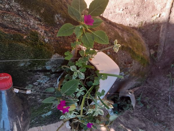 Identificação da planta Maria-sem-vergonha por foto