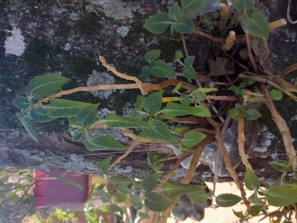 Identificação da planta Brinco-de-princesa por foto