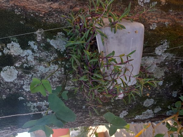 Identificação da planta Colar de rubi por foto