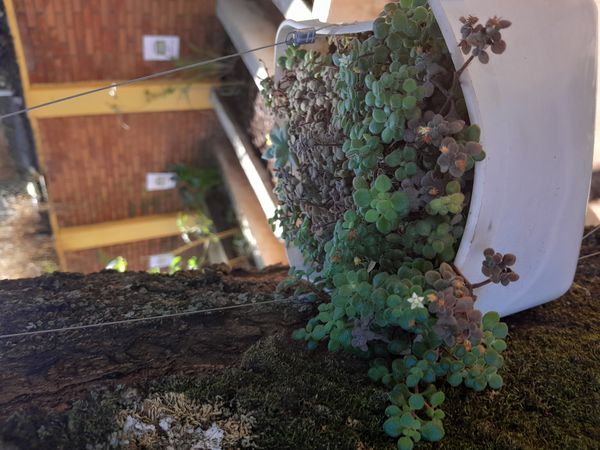 Identificação da planta Dinheirinho por foto