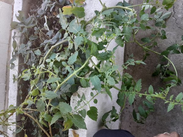 Identificação da planta Tomate cereja por foto