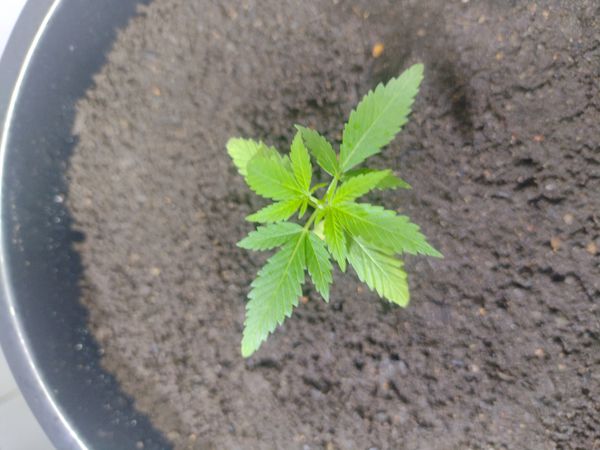 Identificação da planta Maconha por foto