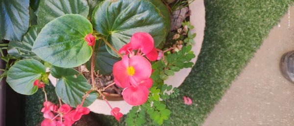 Identificação da planta Begônia por foto