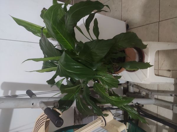 Identificação da planta Lírio-da-paz por foto