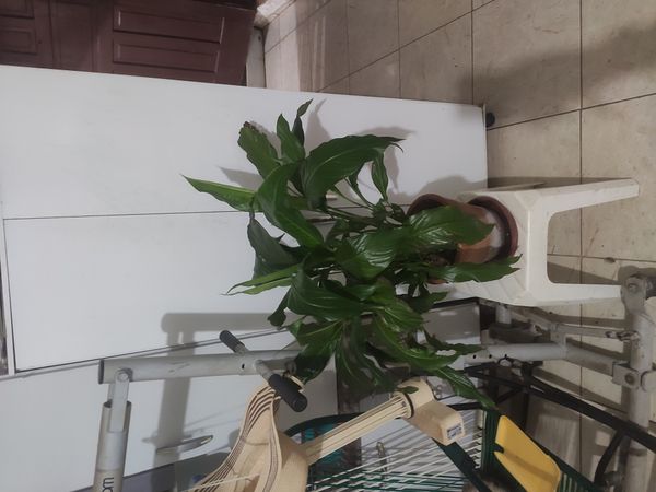 Identificação da planta Lírio-da-paz por foto