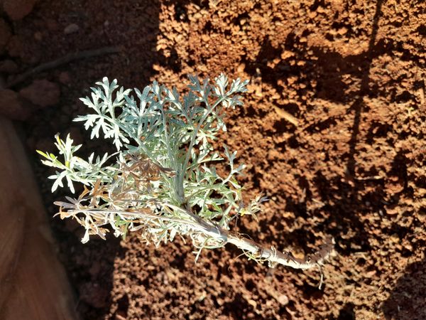Identificação da planta Funcho-do-mar por foto