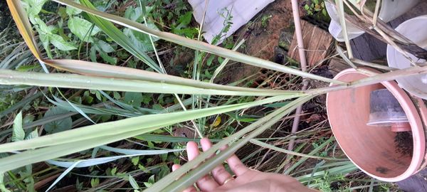 Identificação da planta Capim-limão por foto