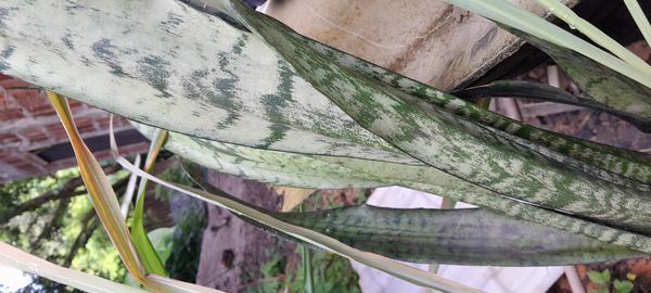 Identificação da planta Espada-de-são-jorge por foto