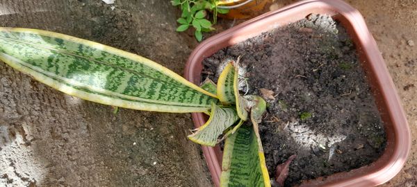Identificação da planta Espada de são jorge por foto
