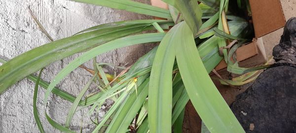 Identificação da planta Marianinha por foto