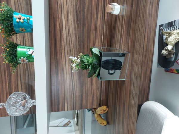 Identificação da planta Calandiva por foto