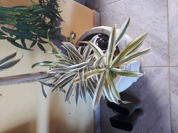 Identificação da planta Pleomele por foto