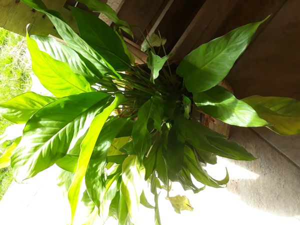 Identificação da planta Lírio-da-paz por foto