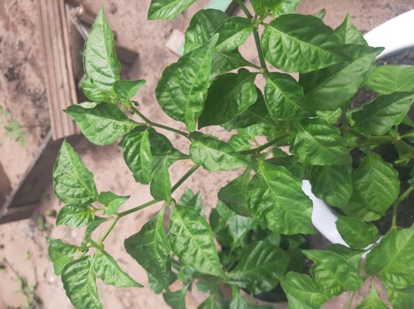 Identificação da planta Pimenta-de-cheiro por foto