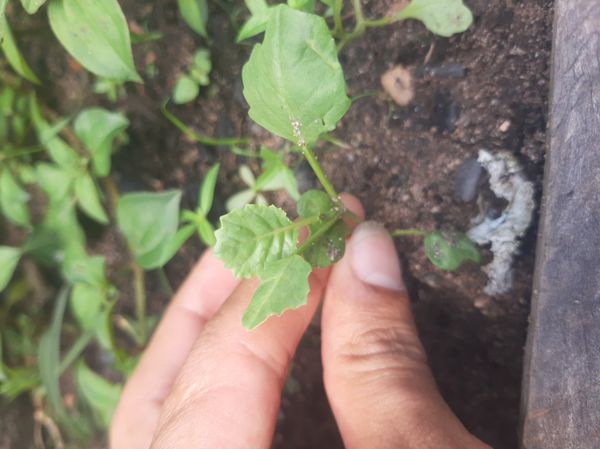 Identificação da planta Rábano por foto