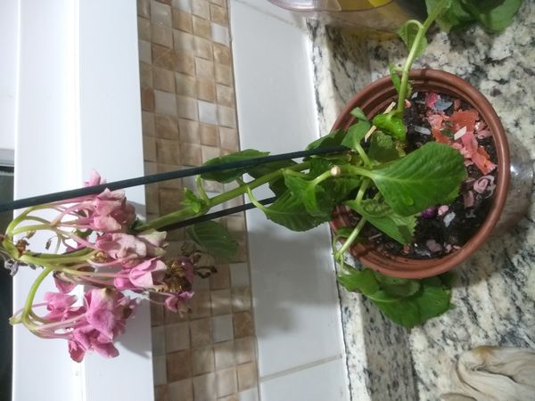 Identificação da planta Hortênsia por foto