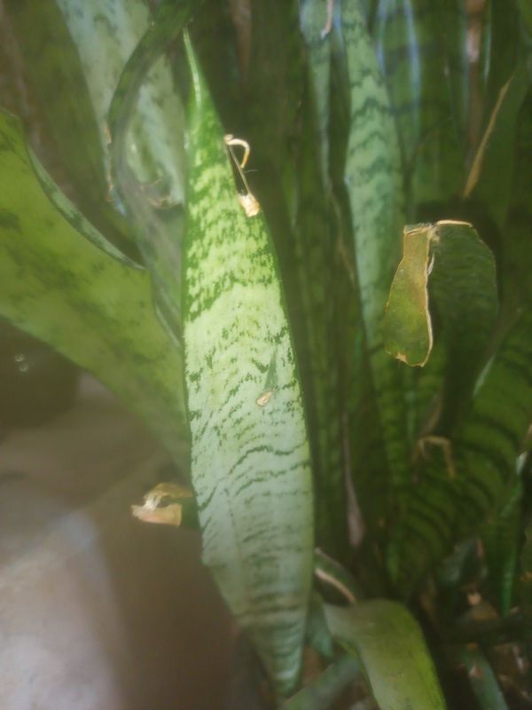 Identificação da planta Espada de são jorge por foto