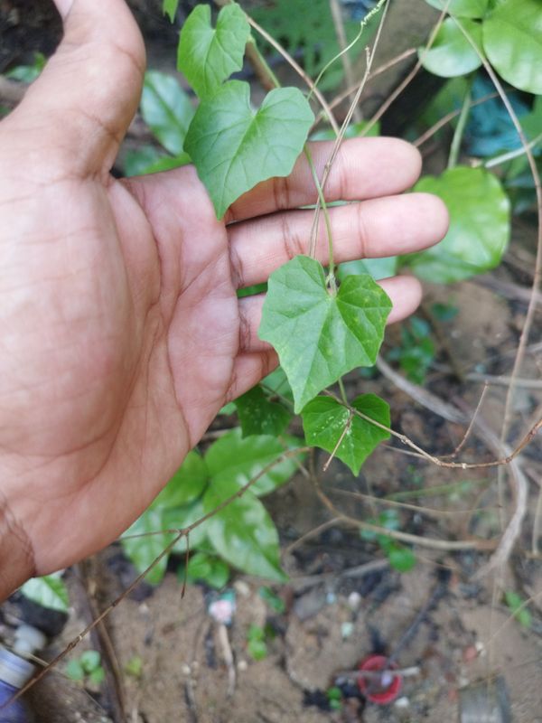 Identificação da planta Taiuíva por foto