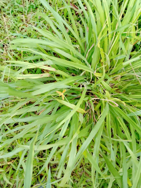 Identificação da planta Capim-annoni por foto