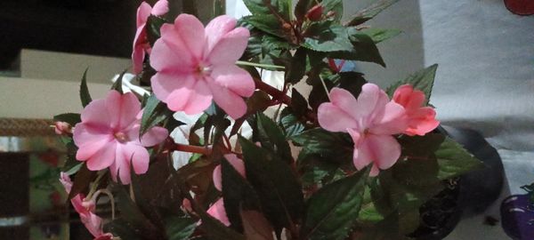 Identificação da planta Beijinho por foto