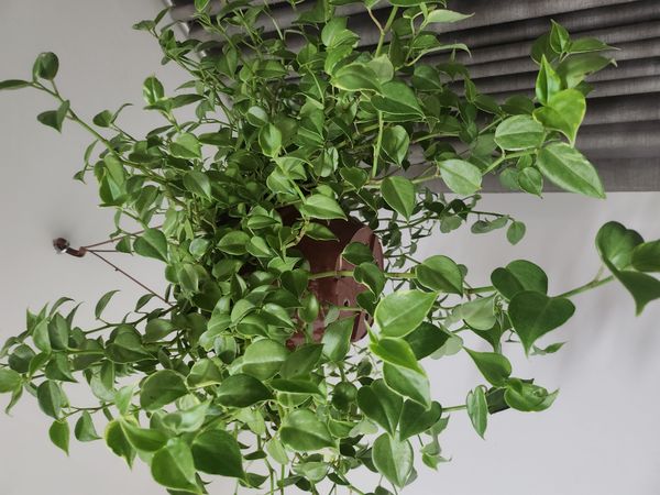 Identificação da planta Oriri por foto
