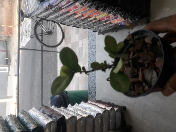 Identificação da planta Buxinho por foto