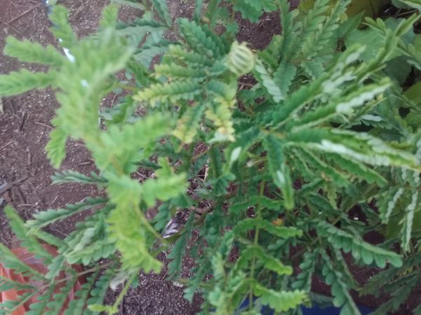 Identificação da planta Koa por foto