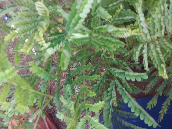 Identificação da planta Jurema-preta por foto