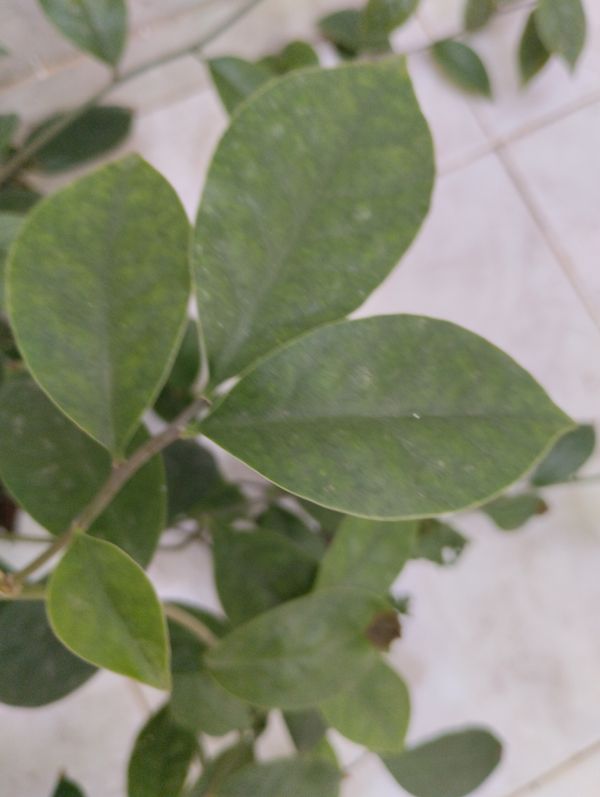 Identificação da planta Ora-pro-nóbis por foto