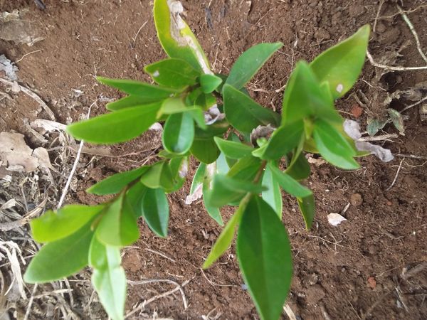 Identificação da planta Cereja-do-rio-grande por foto