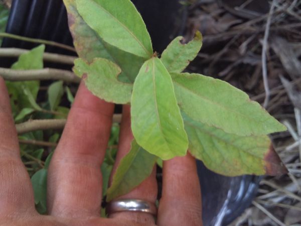 Identificação da planta Azaleia por foto