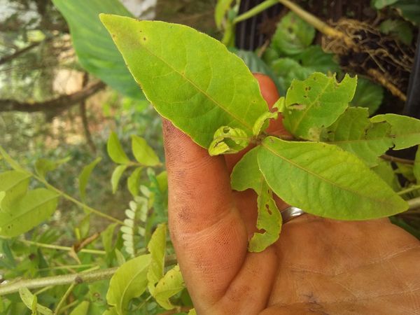 Identificação da planta Cereja-do-mato por foto