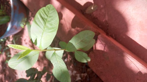 Identificação da planta Goiabeira por foto