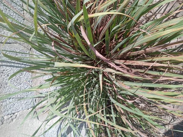 Identificação da planta Capim-limão por foto