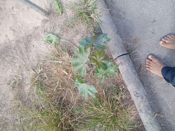 Identificação da planta Begônia por foto
