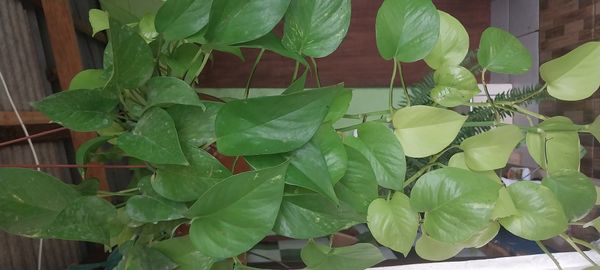 Identificação da planta Jiboia por foto