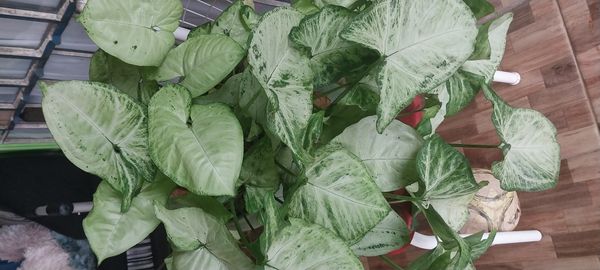Identificação da planta Singônio por foto