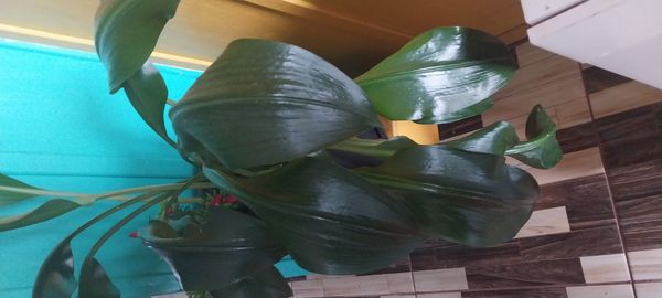 Identificação da planta Lírio-do-amazonas por foto