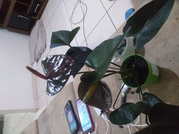 Identificação da planta Antúrio por foto