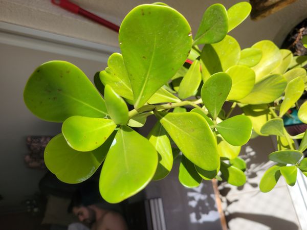 Identificação da planta Abaneiro por foto