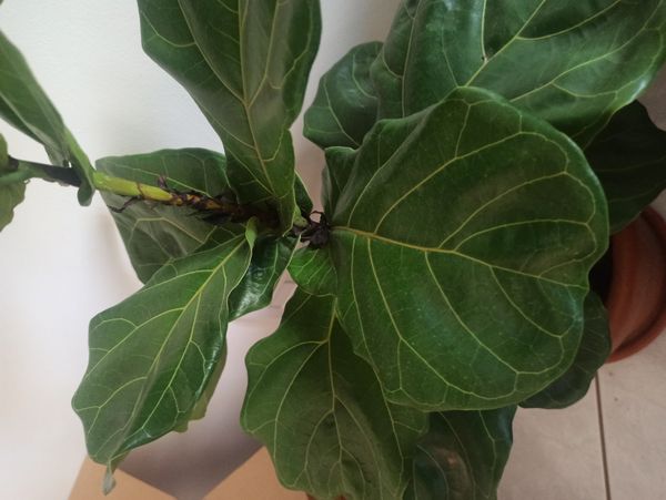 Identificação da planta Figueira-lira por foto