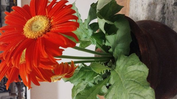 Identificação da planta Gérbera por foto