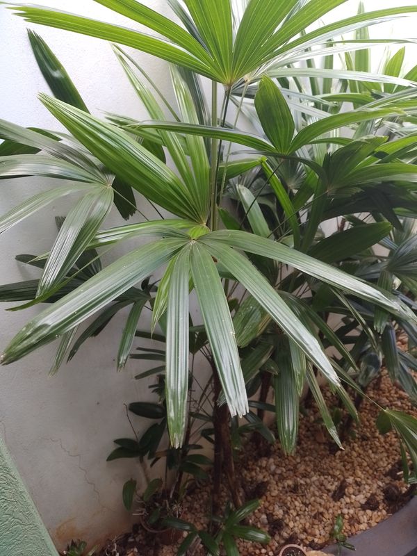 Identificação da planta Palmeira-ráfis por foto