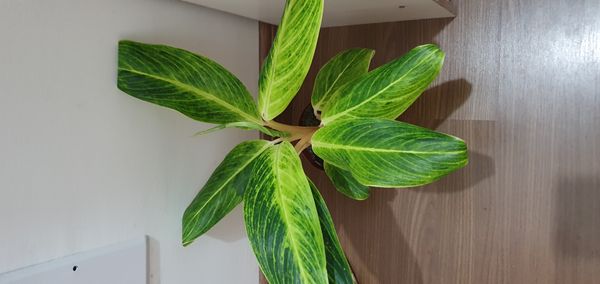 Identificação da planta Café de Salão por foto