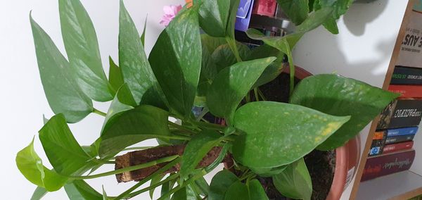 Identificação da planta Jiboia por foto